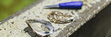Header oester 1