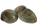 Clams